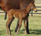 Artie Schiller's First Foal Artie Schiller's First Foal
