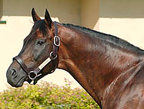 Ascot Knight Pensioned Ascot Knight Pensioned