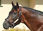 Ascot Knight Dead Ascot Knight Dead