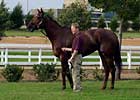 Azeri to Sell at Keeneland January Sale Azeri to Sell at Keeneland January Sale