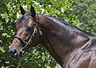 First Winner by Badge of Silver First Winner by Badge of Silver