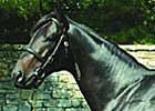 Bandini's Fee Reduced