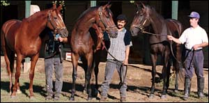 Banshee Breeze and Her Storm Cat Colt Dead Banshee Breeze and Her Storm Cat Colt Dead