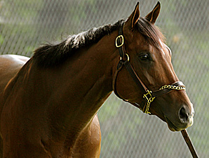 Decision on Barbaro's Ashes Close Decision on Barbaro's Ashes Close