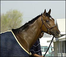 As Others Prepare for the Blue Grass, Barbaro Relaxes at Keeneland As Others Prepare for the Blue Grass, Barbaro Relaxes at Keeneland