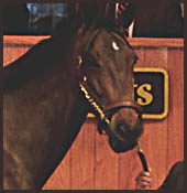 World Record Filly Boosts Barretts Sale World Record Filly Boosts Barretts Sale