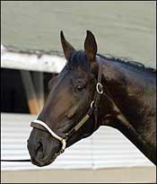 Zito Considers Travers for Bellamy Road Zito Considers Travers for Bellamy Road
