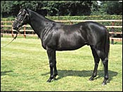 Epsom Derby Winner Benny the Dip Dies Epsom Derby Winner Benny the Dip Dies