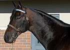 Bernardini Scores First Winner at Hollywood Bernardini Scores First Winner at Hollywood