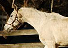 Retired Racehorse Spotlight: Icy Edge