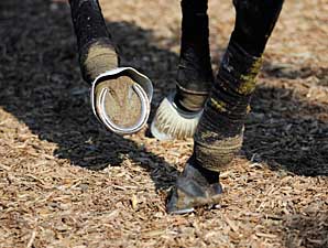 Big Brown's Hoof Shows Improvement Big Brown's Hoof Shows Improvement