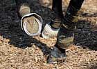 Big Brown's Hoof Shows Improvement Big Brown's Hoof Shows Improvement