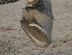 Brown Ran Race With Dislodged Shoe Brown Ran Race With Dislodged Shoe
