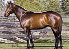 Birdstone Gets First Winner
