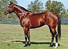 Black Mambo Sires First Winner Black Mambo Sires First Winner
