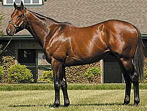 Bluegrass Cat's First Foal Bluegrass Cat's First Foal
