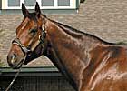Bluegrass Cat's First Foal