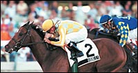 Young Stallion Booklet Dies of Colic Young Stallion Booklet Dies of Colic