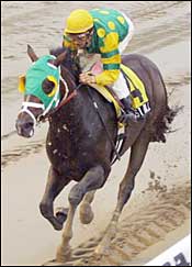 Boston Bull Smokes Cowdin Stakes Foes Boston Bull Smokes Cowdin Stakes Foes