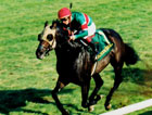 Champion Queena Euthanized