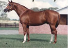 Bucksplasher, Sired Champion Buck's Boy, Dead