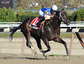 Calibrachoa Gallops Away in Bold Ruler Makeup Calibrachoa Gallops Away in Bold Ruler Makeup