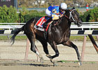 Calibrachoa Gallops Away in Bold Ruler Makeup