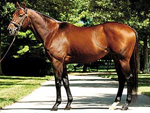 Candy Ride Sires First Winner Candy Ride Sires First Winner