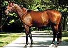 Candy Ride Sires First Winner