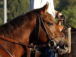 Capitano to Fox Tale Stud Capitano to Fox Tale Stud