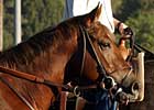 Capitano to Fox Tale Stud