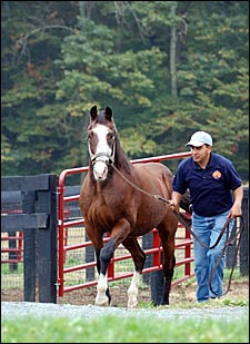 Pensioned Maryland Stallion Carnivalay Dead Pensioned Maryland Stallion Carnivalay Dead
