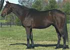 Millionaire Cetewayo Sires First Winner Millionaire Cetewayo Sires First Winner