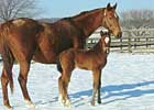 Cherokee's Boy Sires First Foal Cherokee's Boy Sires First Foal