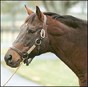 Conquistador Cielo Euthanized Conquistador Cielo Euthanized