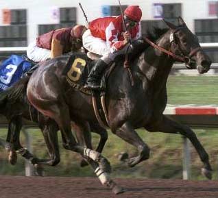 Maiden Wins Del Mar Debutante Maiden Wins Del Mar Debutante