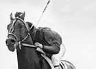 Triple Crown Heroes: Citation