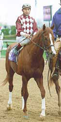 City Zip, Daring Pegasus Ready for Hutcheson City Zip, Daring Pegasus Ready for Hutcheson