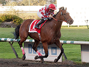 Commander, Madeira Park Win Hastings Stakes Commander, Madeira Park Win Hastings Stakes
