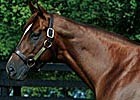 Congaree Sires First Winner Congaree Sires First Winner