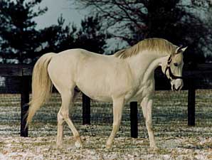 BC Winner/Sire Cozzene Dead BC Winner/Sire Cozzene Dead