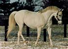 BC Winner/Sire Cozzene Dead