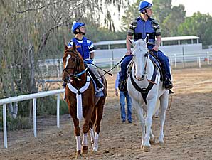 Large Field Expected for Dubai World Cup Large Field Expected for Dubai World Cup