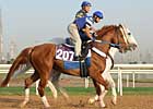 Curlin Takes on the World in Dubai Curlin Takes on the World in Dubai