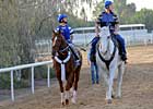 Curlin Canters at Nad Al Sheba Curlin Canters at Nad Al Sheba