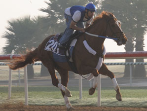 Curlin in Sharp Workout for World Cup Curlin in Sharp Workout for World Cup