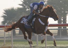 Curlin in Sharp Workout for World Cup Curlin in Sharp Workout for World Cup