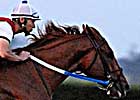 Curlin's Workout Planned