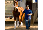 Curlin En Route to California