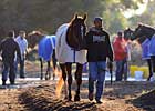 Curlin 'Perfect' in Work for Gold Cup